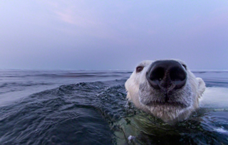 Illustration for article titled The best nature photo of the year is this badass polar bear
